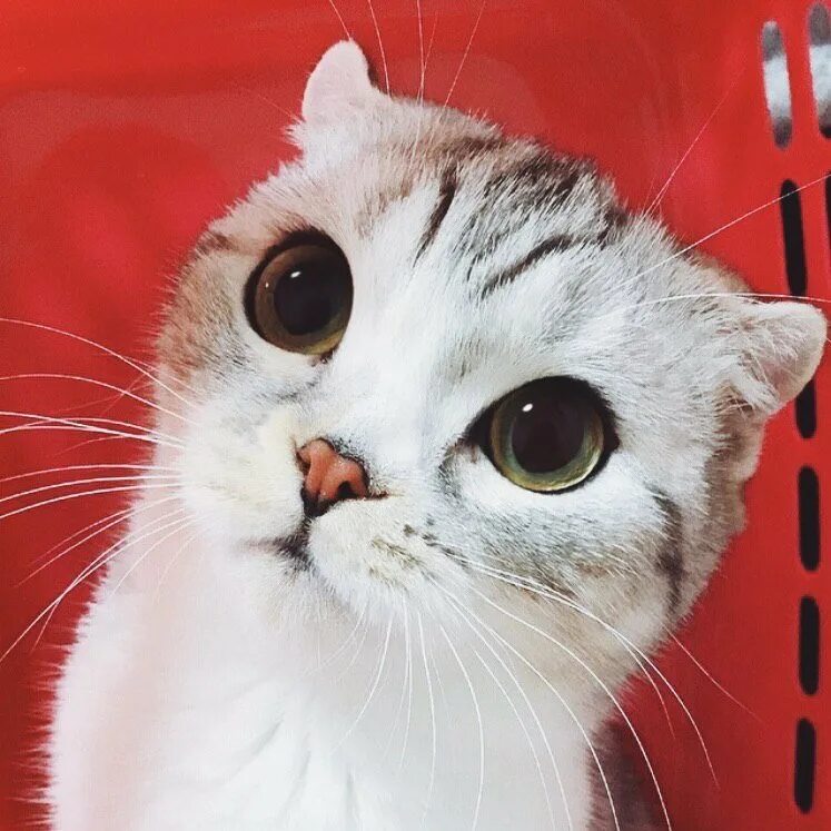 Near cat. Милые глаза. Котик с большими глазами. Милый кот. Милые глазки котика.