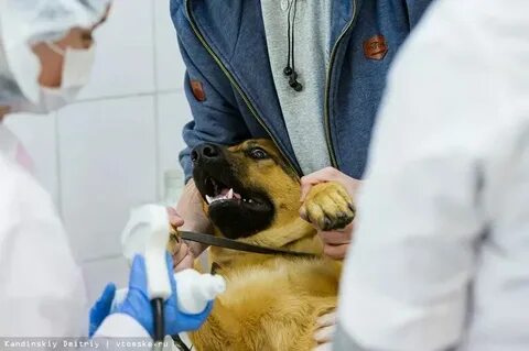 Что сдавать на егэ на ветеринара