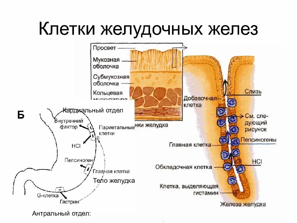 Главные клетки желудка вырабатывают. D1 клетки желудка секретируют. Строение париетальной клетки желудка. Обкладочные клетки желудка функции. Железистые клетки желудка.