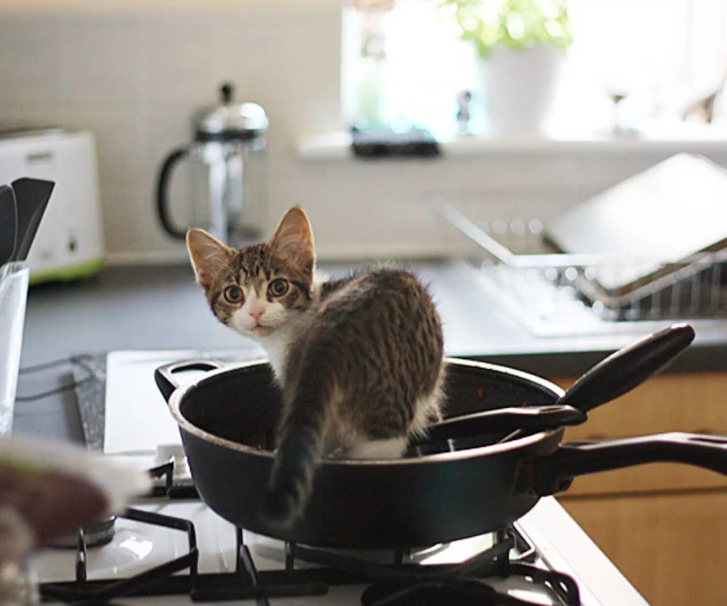 Котенок на кухне. Котик на кухне. Кошка на кухне. Животные на кухне. Варят кошек
