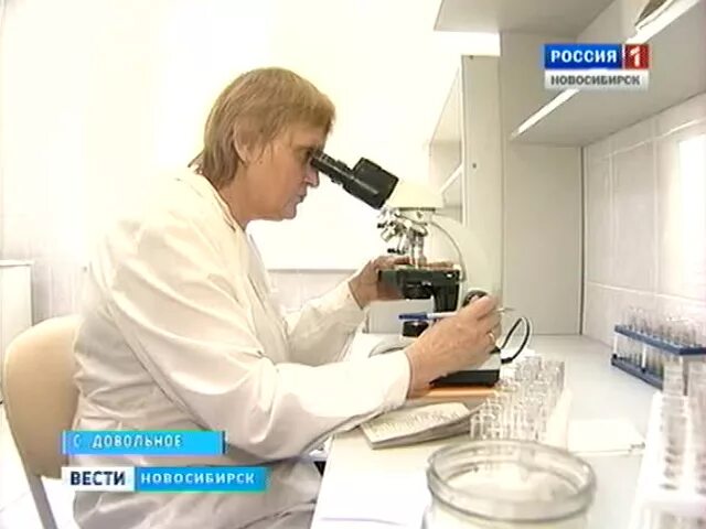 Вести довольное. Доволенский лесхоз новосибирская область. Вести довольное. Глава доволенского района новосибирской области. Ооо сибирский пух довольное.