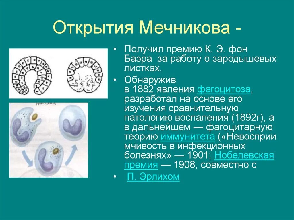 Какое явление открыл мечников. Открытия Мечникова. Открытия Мечникова фагоцитоз. Мечников открытия в биологии. Открытия Мечникова в биологии.