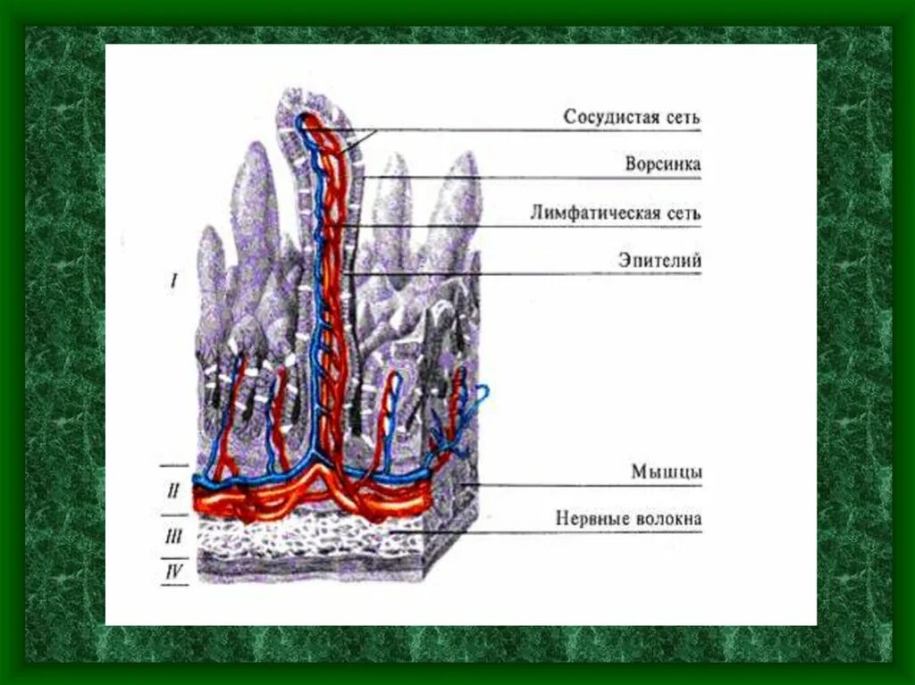 Какую функцию выполняет ворсинка