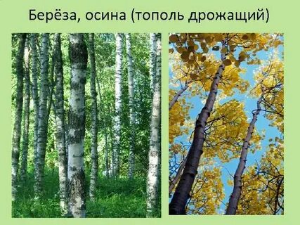 Чем отличается осина