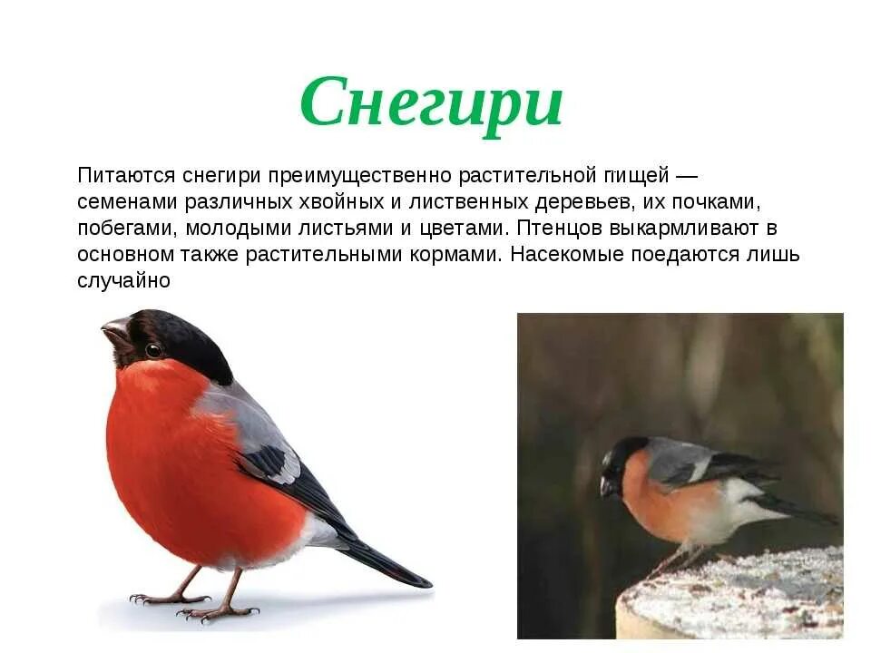 Сравнение птиц 3 класс. Описать птицу Снегирь кратко. Снегирь краткое описание для детей 2 класса. Желтоспинный Снегирь. Описание птички Снегирь.