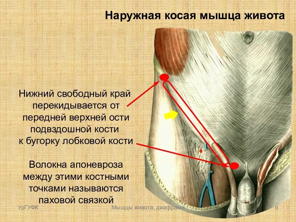 Пращевидная связка