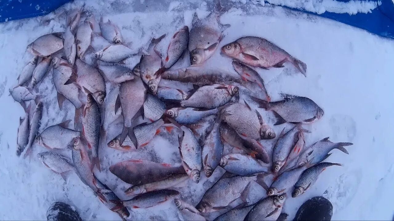 Рыбалка Пудыши Яузское водохранилище. Рыба на Яузском водохранилище. Яузское водохранилище рыбалка зимой 2022. Рыбалка на Яузе 2020.
