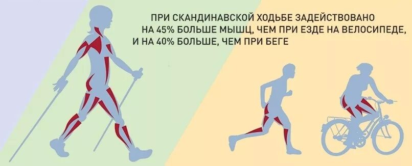 Нордическая ходьба. Нордическая ходьба. Скандинавская ходьба, бег, велосипед. Северная ходьба. Скандинавская ходьба или бег.