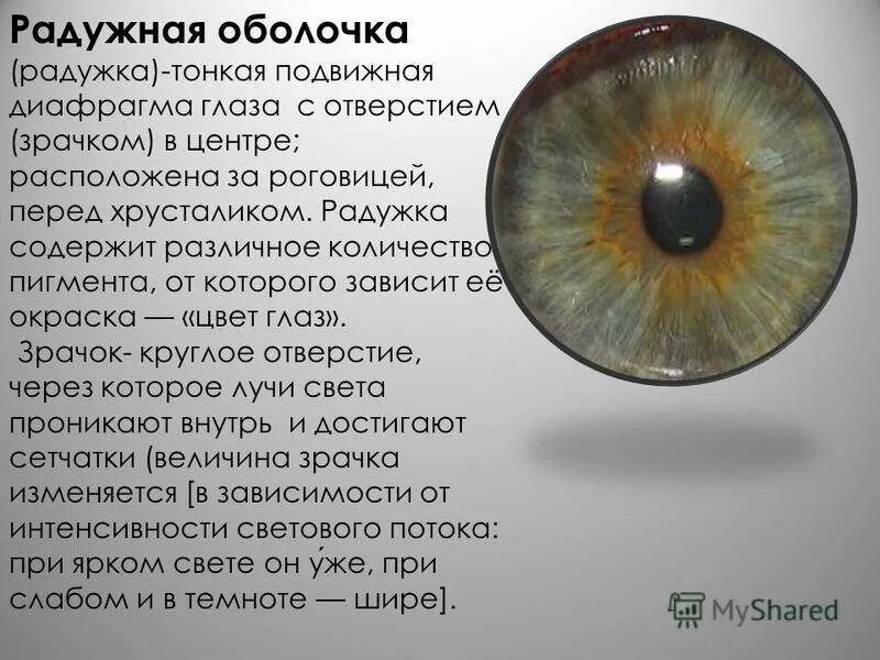 Функция радужки глаза. Строение и функции радужной оболочки глаза. радужка строение и функции. радужка глаза строение. строение глаза зрачок радужка.