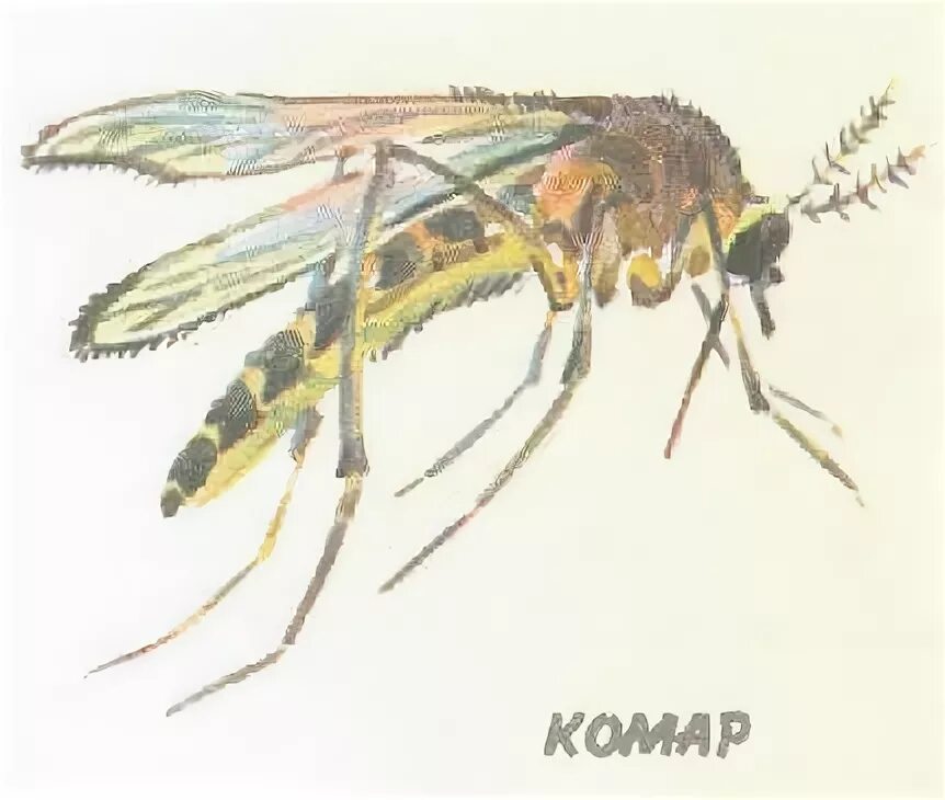 Комар поет. Как поет комар. Комары певчие. Кто видит ушами - Танасийчук в. (1987). Полетевший комаров