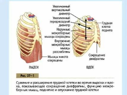Подреберные мышцы