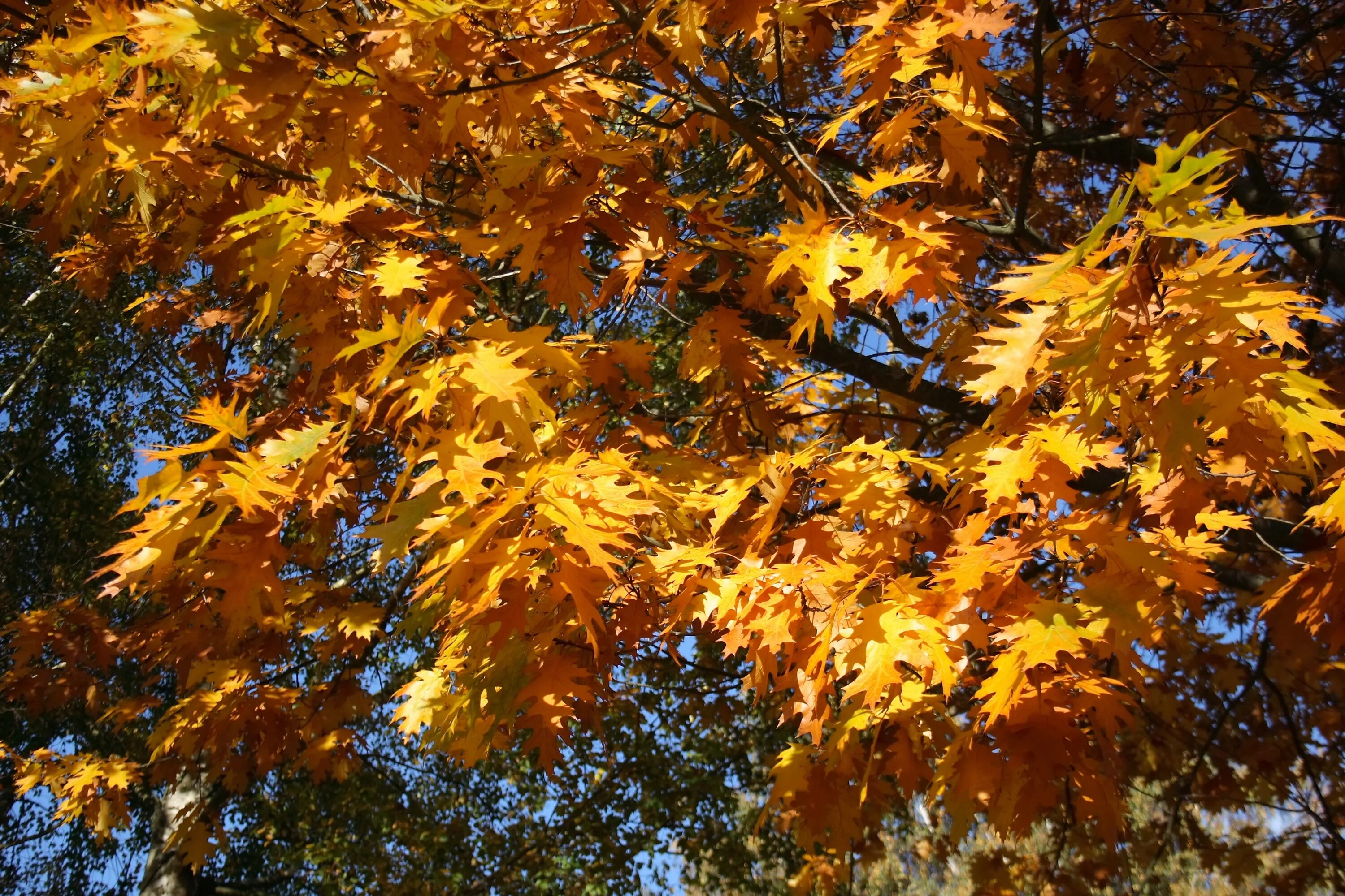 Осень листья давно облетели. Золотая осень. Золотая осень дерево. Золотая листва. Давно облетели осенние листья клена липы тополя Березки.
