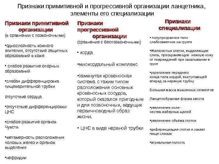 Прогрессивные черты организации ланцетника. Сходство ланцетника с беспозвоночными и позвоночными животными. Общие признаки ланцетника с беспозвоночными животными. Признаки прогрессивной организации ланцетника. Класс беспозвоночные таблица