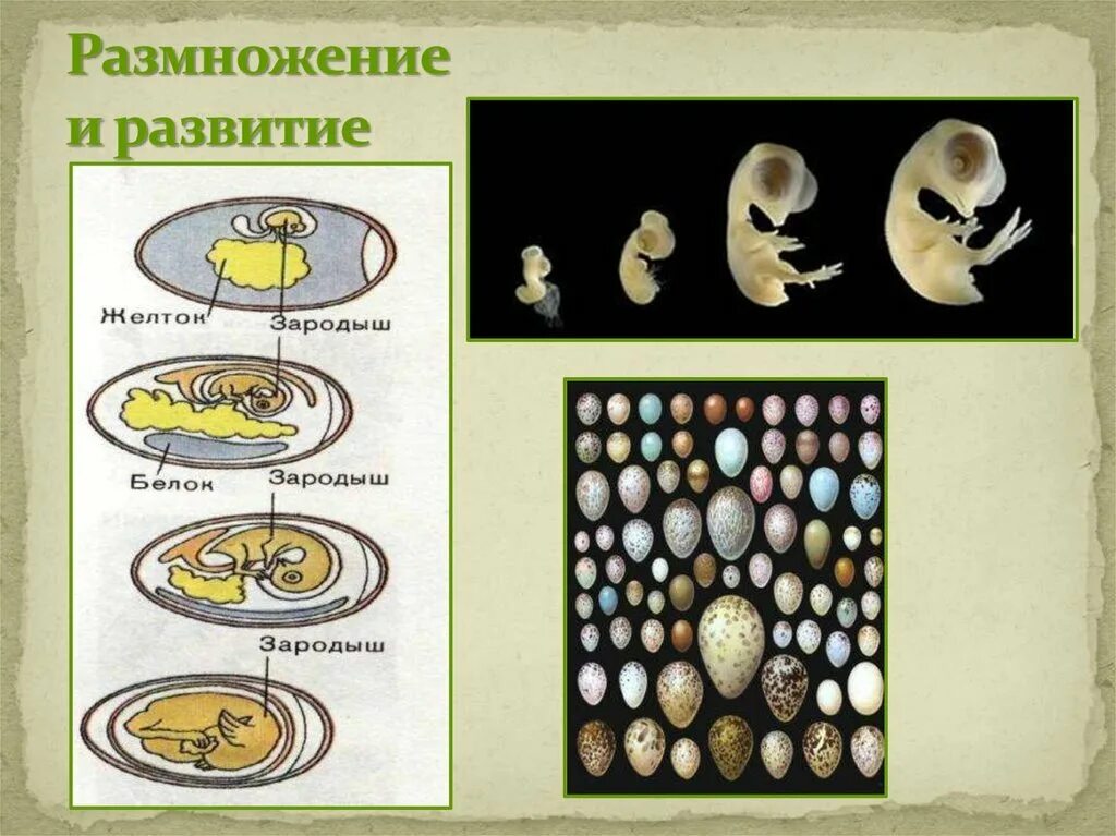 Размножение и развитие. Развитие животных. Размножение картинки. Размножение детей. Для размножения пресмыкающихся характерно внутреннее оплодотворение