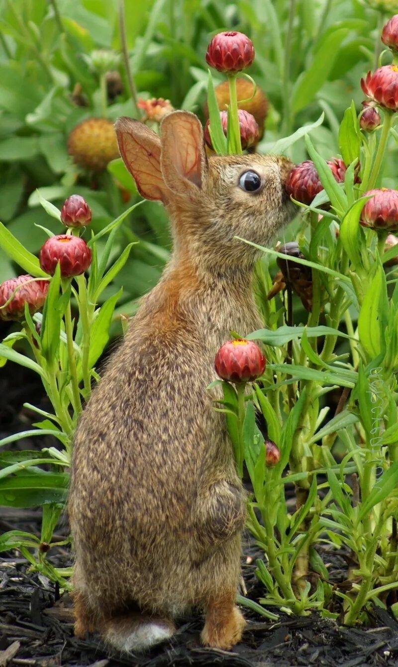Можно ли кроликам клубнику. Животные. Цветы и животные. Заяц ест ягоды. Растения и животные.