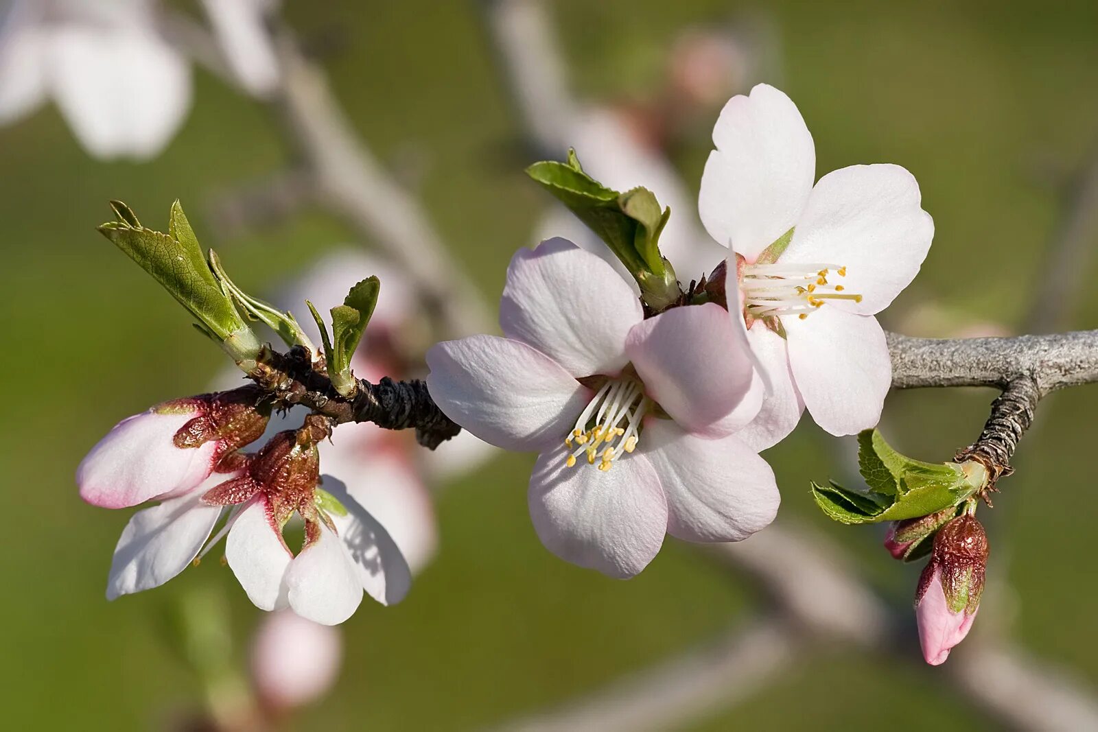 Миндаль (Prunus Dulcis). Prunus Amygdalus дерево. Миндаль обыкновенный цветение. Прунус Вайт.