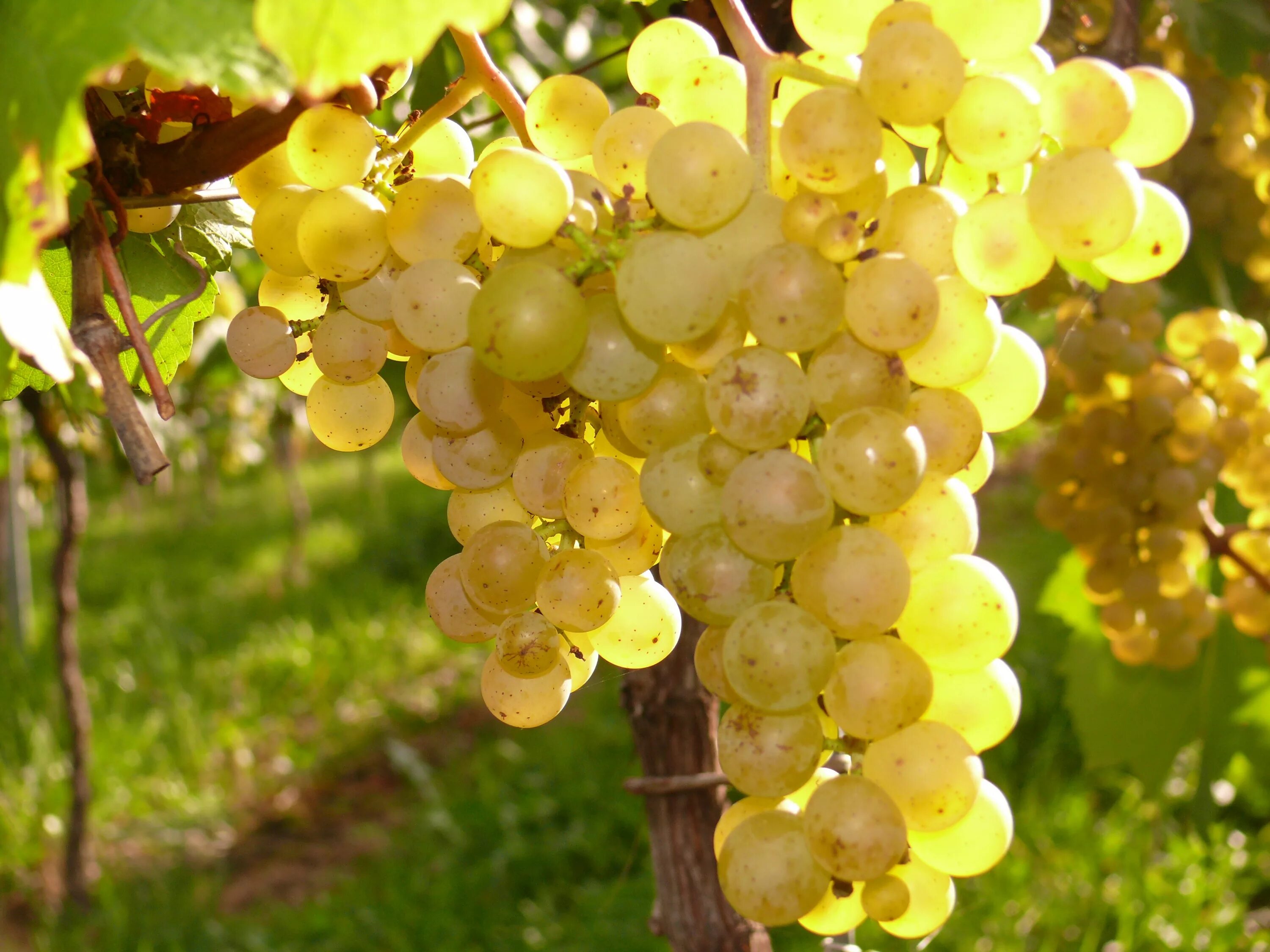 Виноград маленькие ягоды. Мускат Янтарный виноград. Шардоне виноград. Мускат Солнечный виноград. Алиготе виноград.