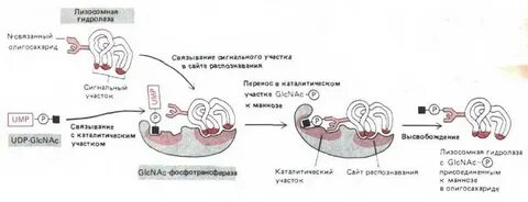 Дефицит лизосомной кислой липазы