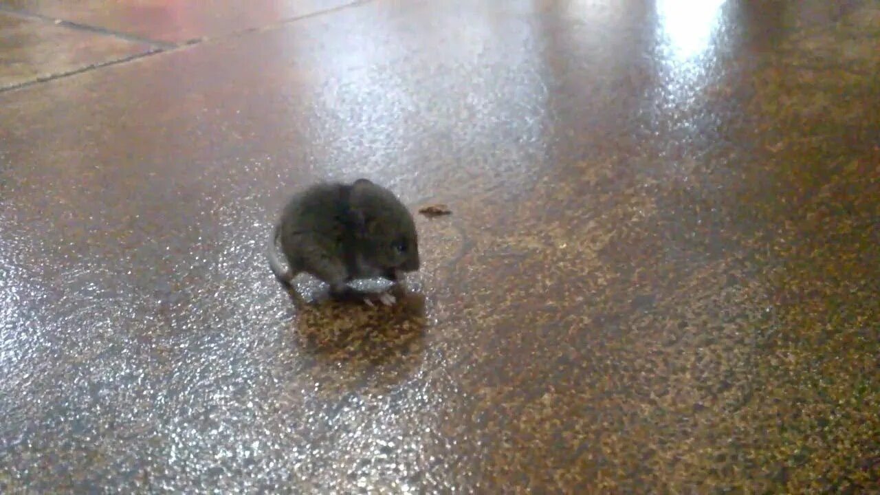 Мышата в ресторане. Поставь настоящие мышки бегают по столе коричневом. Увидел мышь в кафе к чему. Видео как мышки бегают в круге на улице. Мышки бегают видео для кошек и пищат