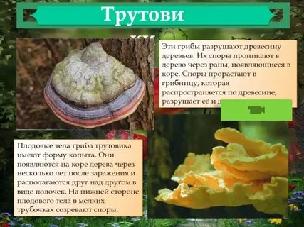 У большинства трутовиков они