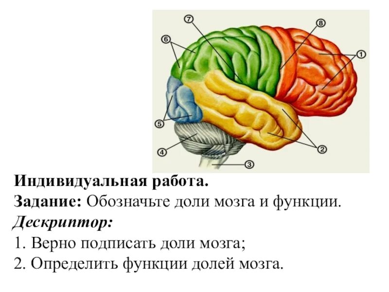 Какие функции выполняют доли мозга. Доли головного мозга. Доли мозга и их функции. Функции долей головного мозга. Головной мозг задание.