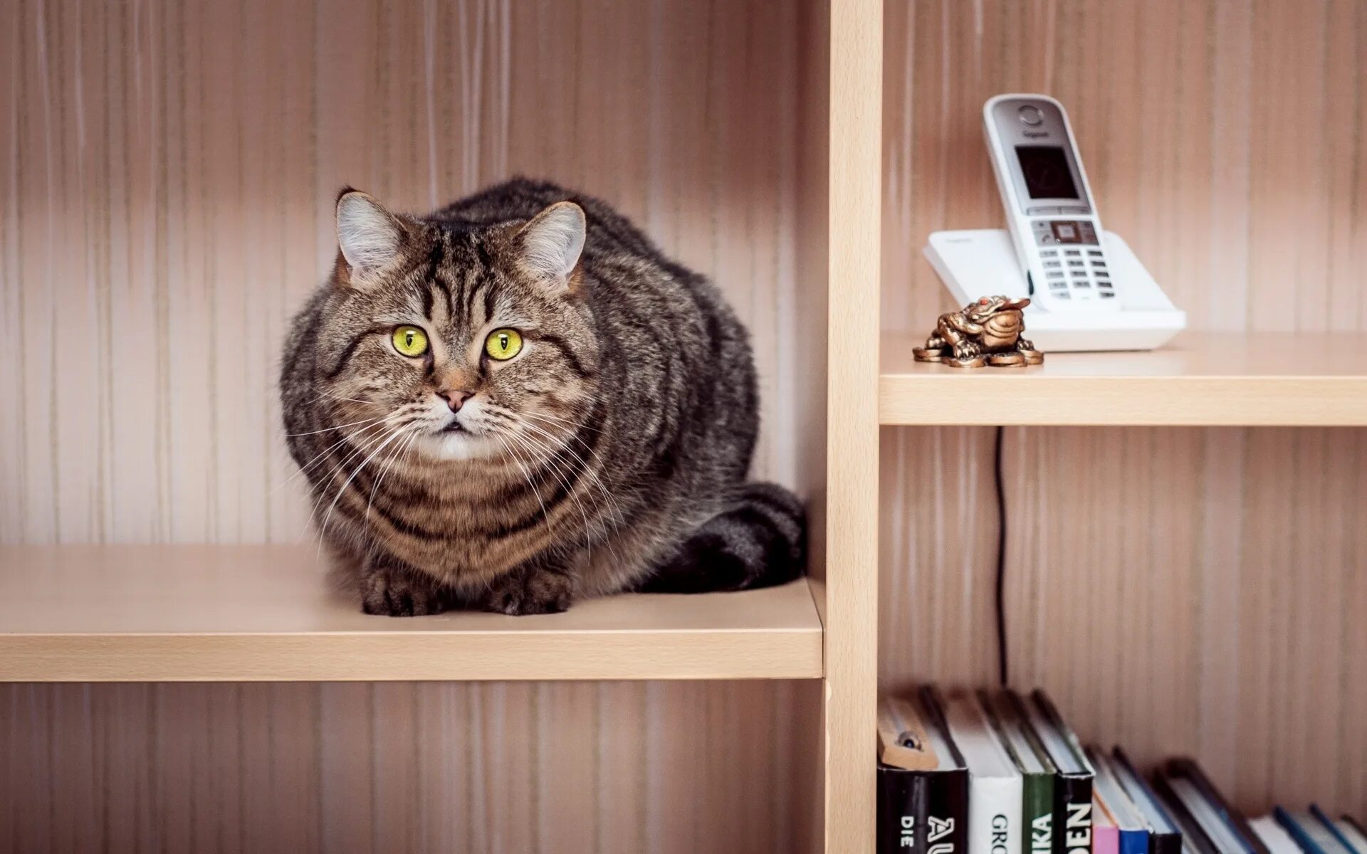 Кот сидит на тумбочке как человек. Кошка на шкафу. кот на полке. кот в шкафу. кот на столе.
