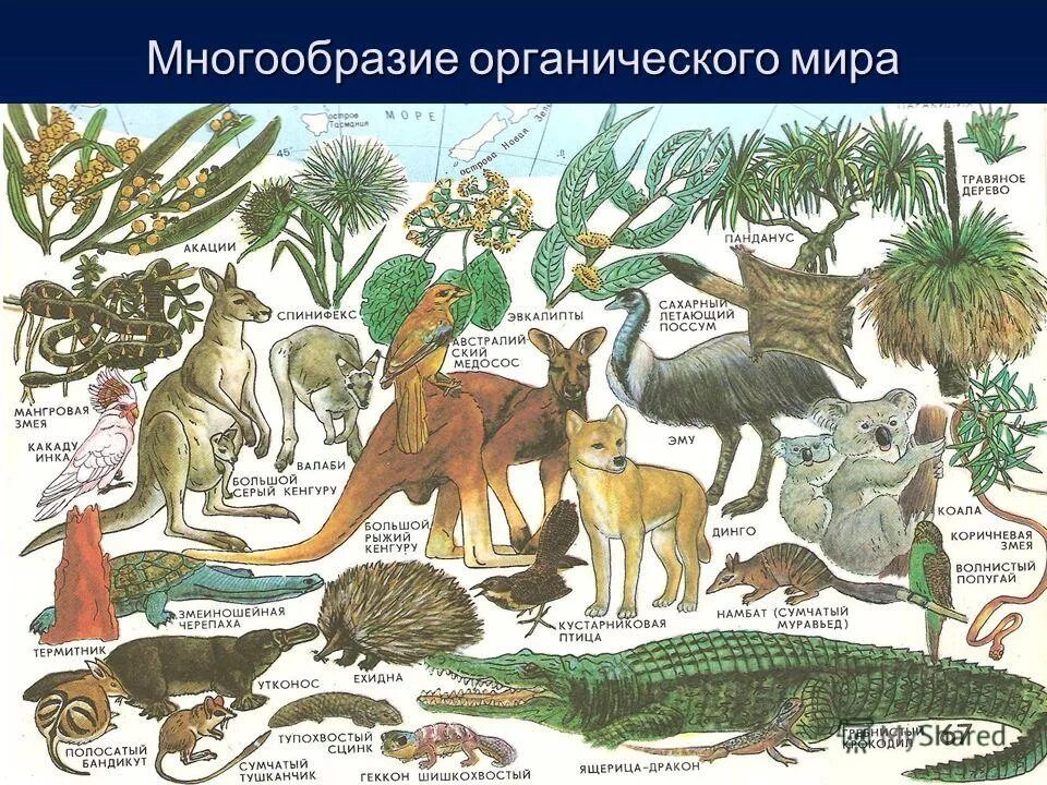 разнообразие флоры и фауны. человек и общество. бактерии под микроскопом. животные коллаж. люди разных профессий.