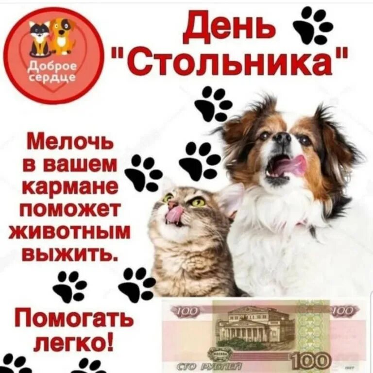 День стольника картинки. День стольника картинка. День стольника для бездомных животных. День стольника картинка. День стольника фото.
