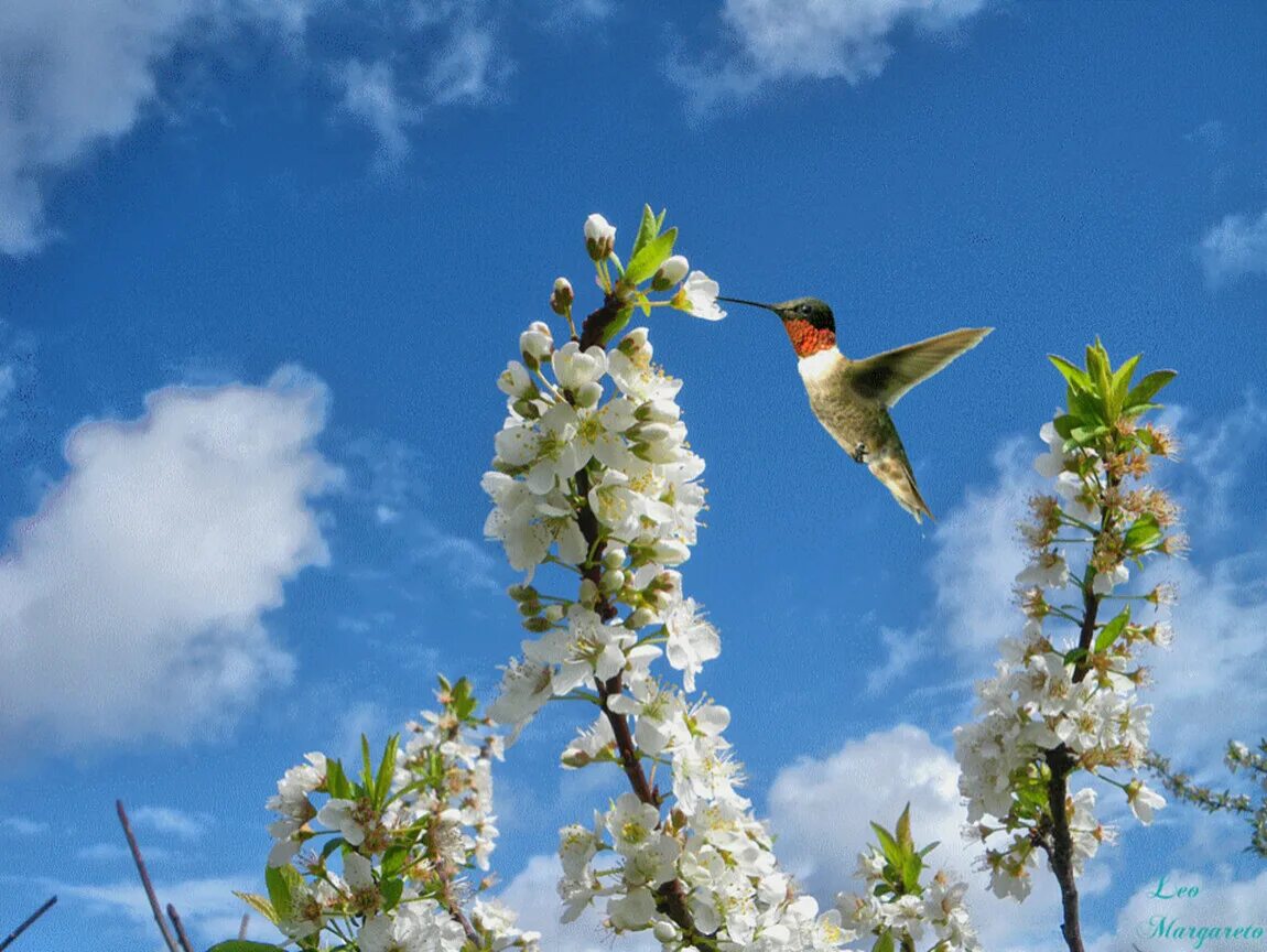 Звук приходящей весны. Птицы в весеннем саду. Птицы весной.