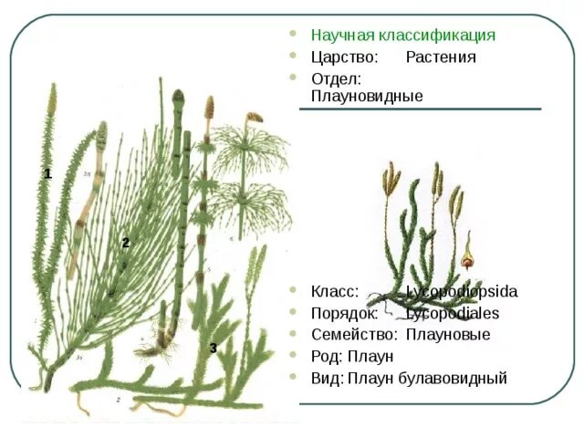 Относится к плауновидным. Царство плаун булавовидный царство. Плаун булавовидный Плауновидные. Плаун царство отдел. Царство плаун Баранец.