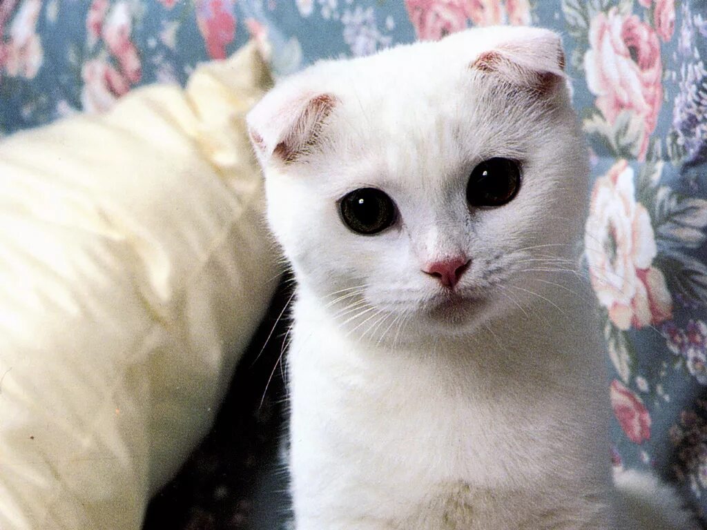 Вислоухий черно белый кот. Белая кошка с черными глазами. самая красивая кошка в мире. котенок с черными глазами. белый кот с черными глазами.