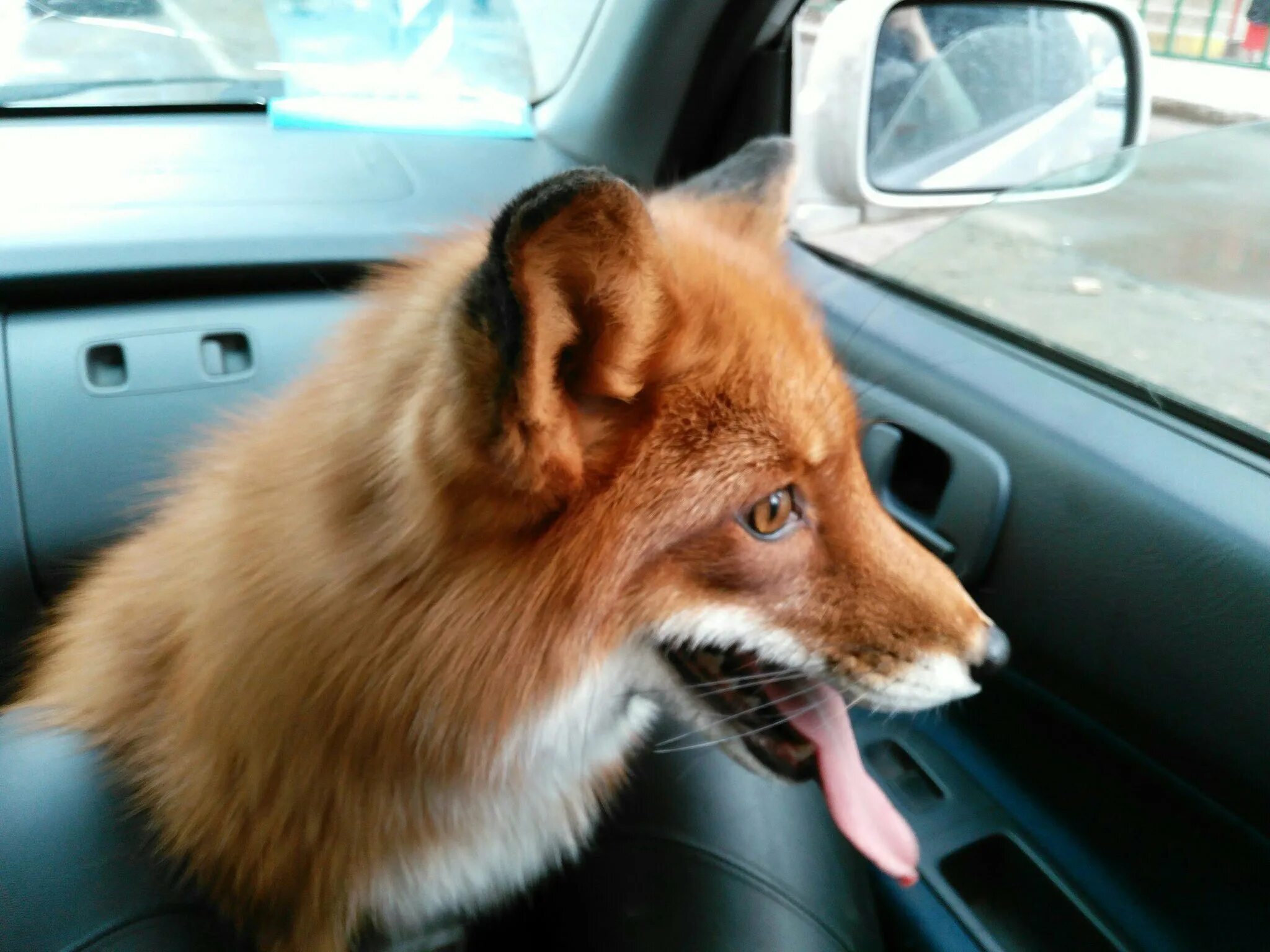 Лисы на авто. Лисичка автомобиль. Лисы авто прогноз. Аэрография на оранжевом авто. Лиса за рулем.