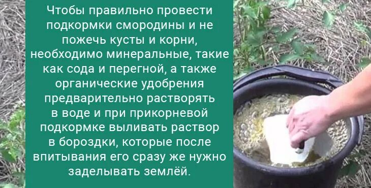 Чем полить кусты смородины весной. Подкормка смородины. Удобрение для смородины. Весенняя подкормка смородины. Смородина удобрения подкормки.