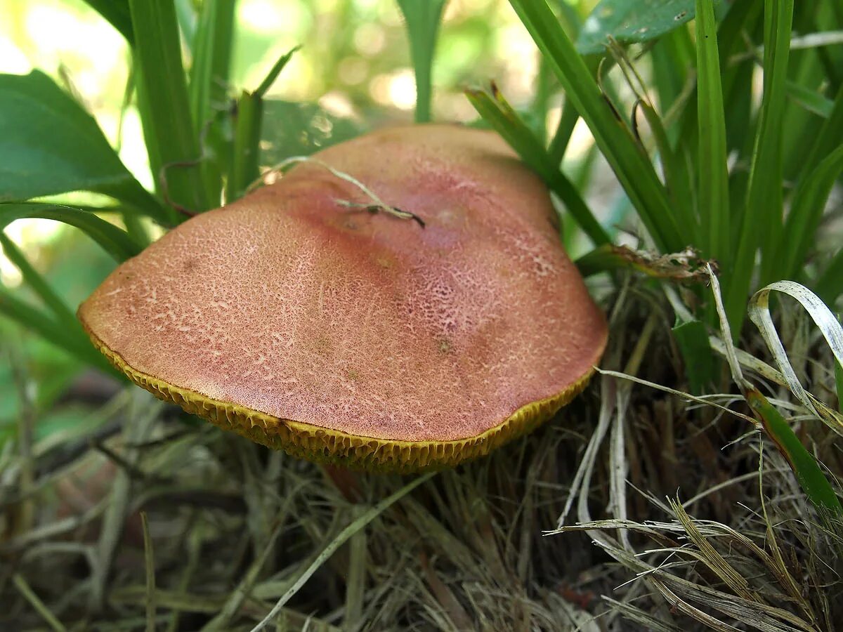 Моховик красный xerocomus rubellus. Маховик красный гриб. Моховик красный hortiboletus rubellus. Гриб моховик красный съедобный. Маховик красный гриб.