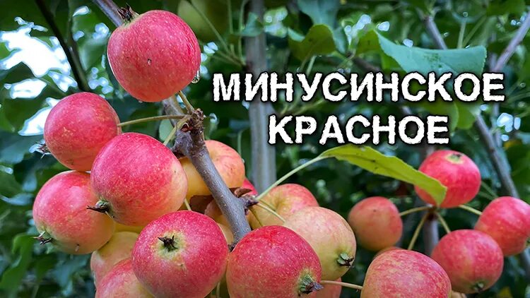 Северный синап яблоки. Яблоня минусинское. Яблоня синап минусинский. Дубровинка полукультурка. Северный синап яблоки.