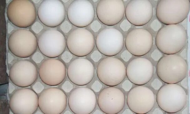 Яйцо кремовое. Яйца кремового цвета. Яйца кремовые какие. Яйца кремового цвета в пластике. Кремовые яйца