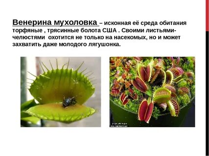 Растения и среда обитания 7 класс