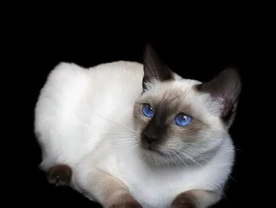 К чему снится сиамская кошка. Классическая сиамская кошка. сиамская кошка злая. тайская порода глаза. тапетум у сиамских кошек.