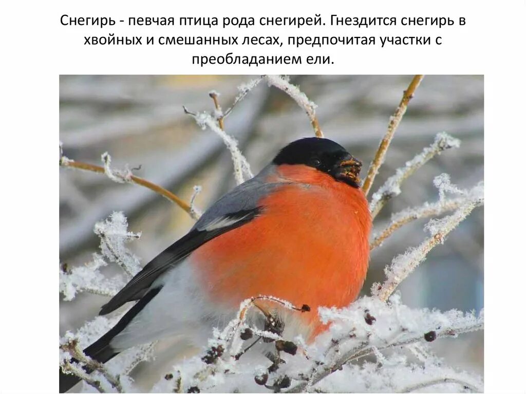 Снегирь обыкновенный. Голова снегиря. Снегири род птиц роды птиц. Снегири (род птиц). Снегирь.