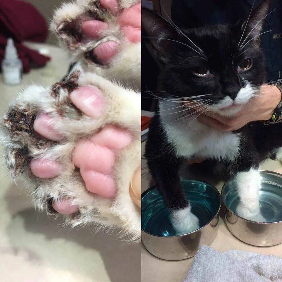 Можно ли мочить кошек. Можно ли мочить кошек