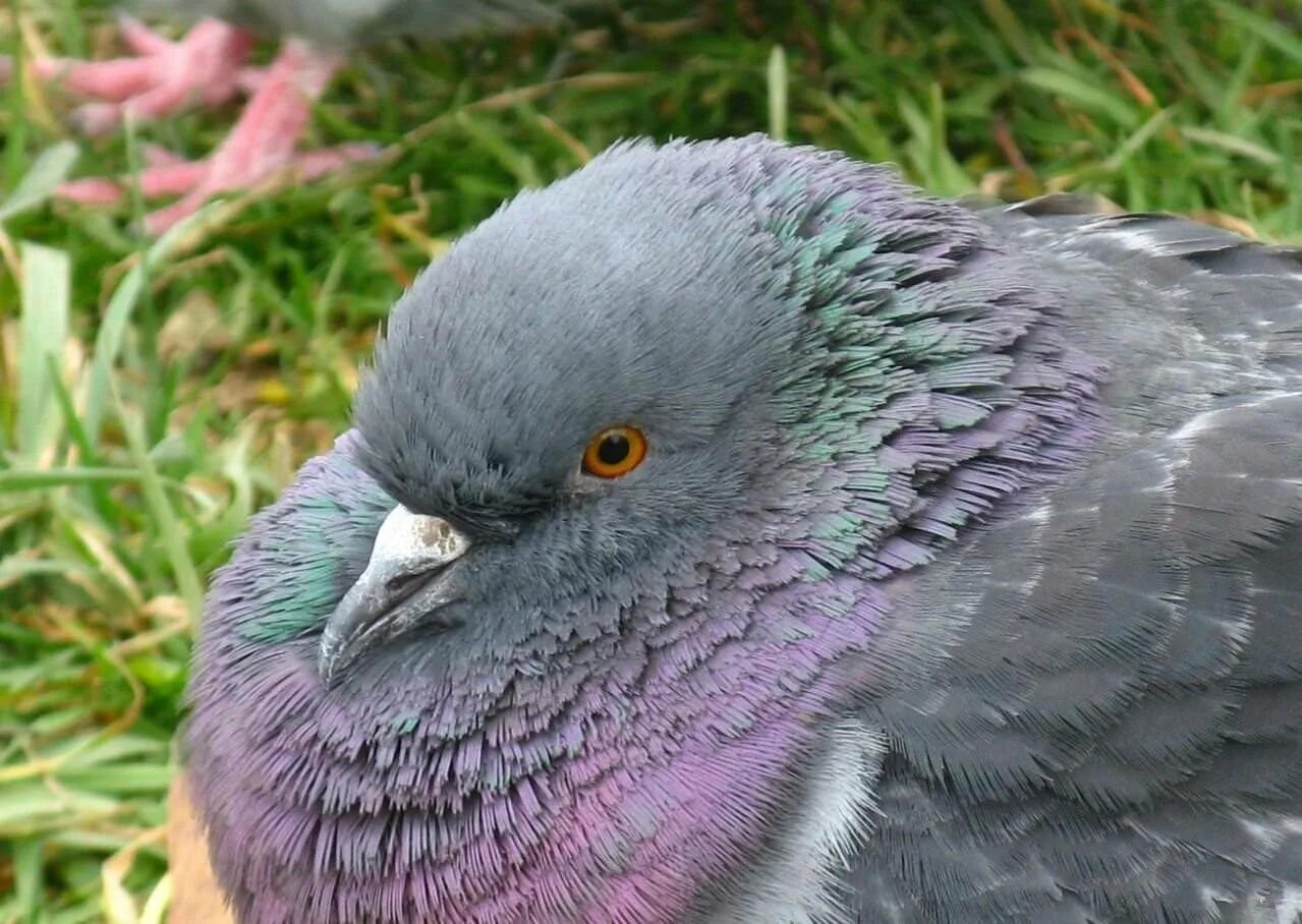 Full bird. Гули Гули голуби. Попугайный голубь. Голубь Горлица. Гулька гуль.