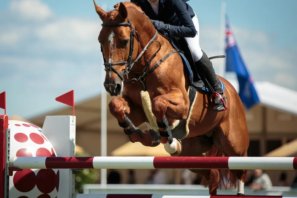 Sports horses. Конный спорт. Эквестриан спорт. Лошадь в прыжке. Эквестриан конный спорт.