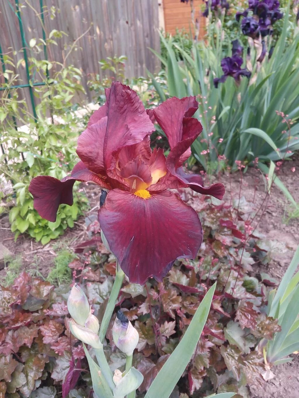 Iris 9