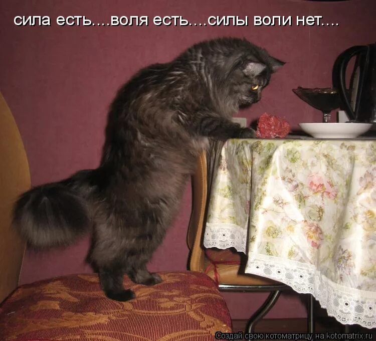 Не воля