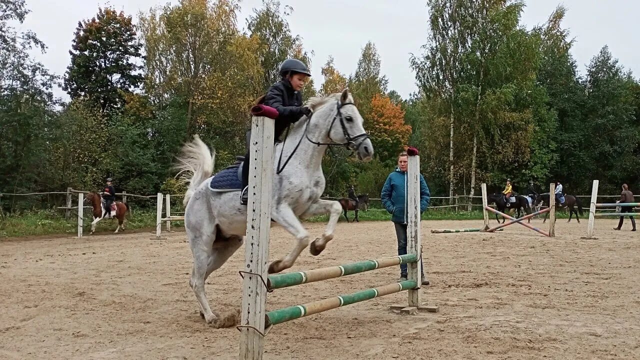 Лошадки клип. Клип Horse. Фото лошадей в детском парке Новодвинска. Моя лошадь клип. Лошадки клип о наркоте.