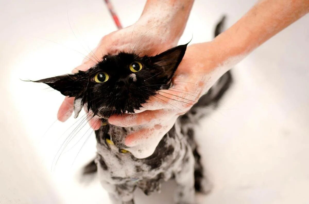 Мытье кошки. Купание кошки. Кота моют. Мокрая кошка. Можно мыть кошек мылом