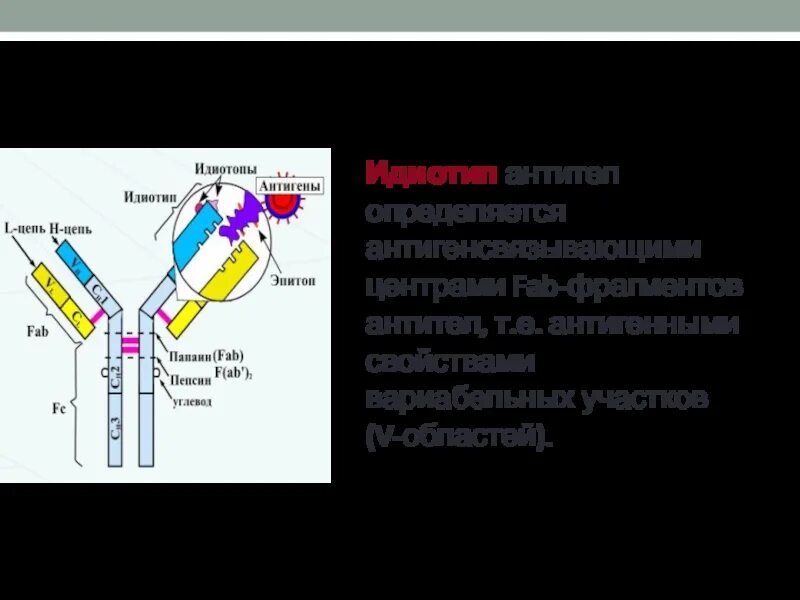 Fab фрагмент антитела. Идиотип антител. паратоп антитела. идиотип иммуноглобулинов это. изотипы иммуноглобулинов.