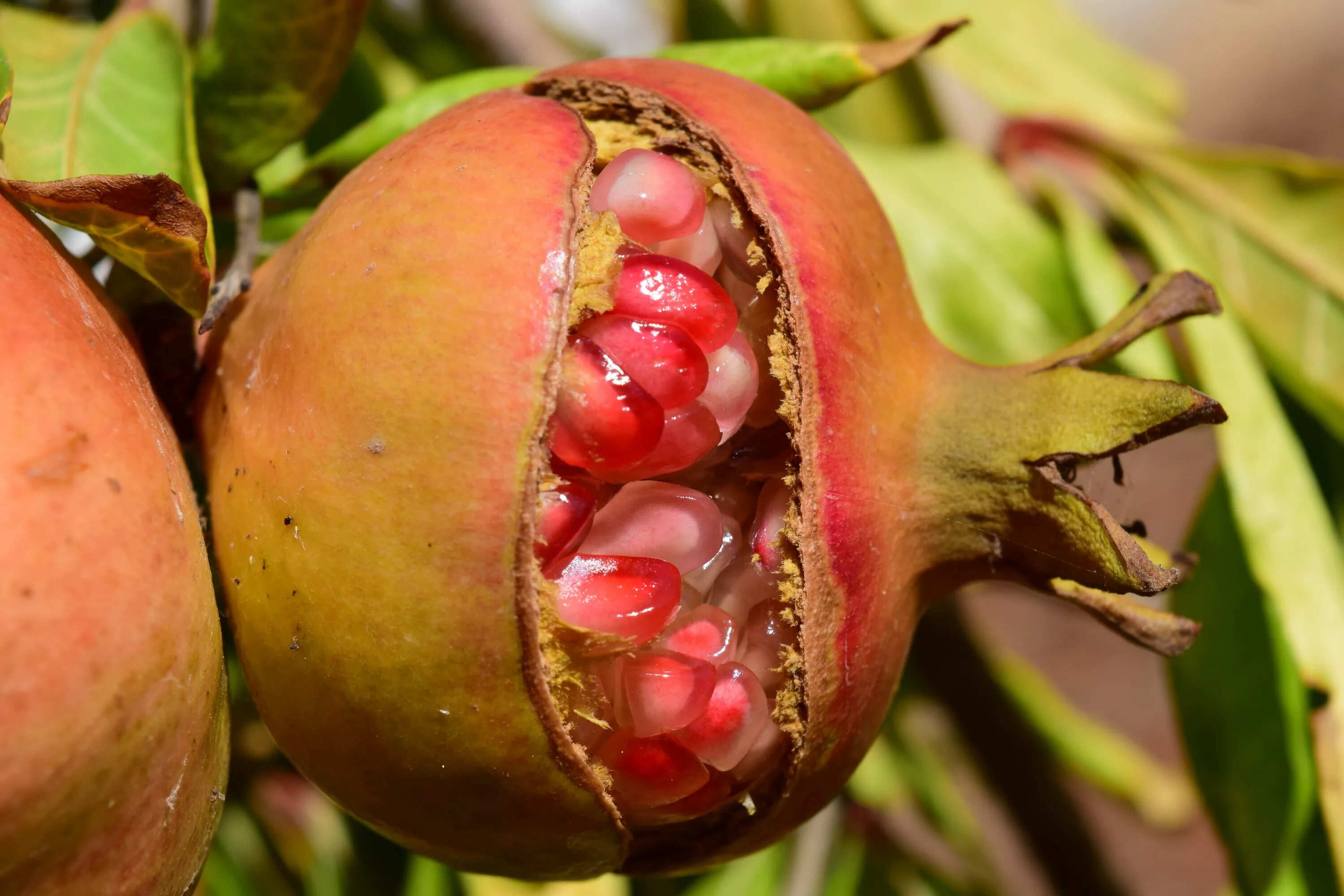 Почему растут плоды. Punica granatum. Гранат обыкновенный растение. Плодоножка гранат. Среднеазиатский гранат.