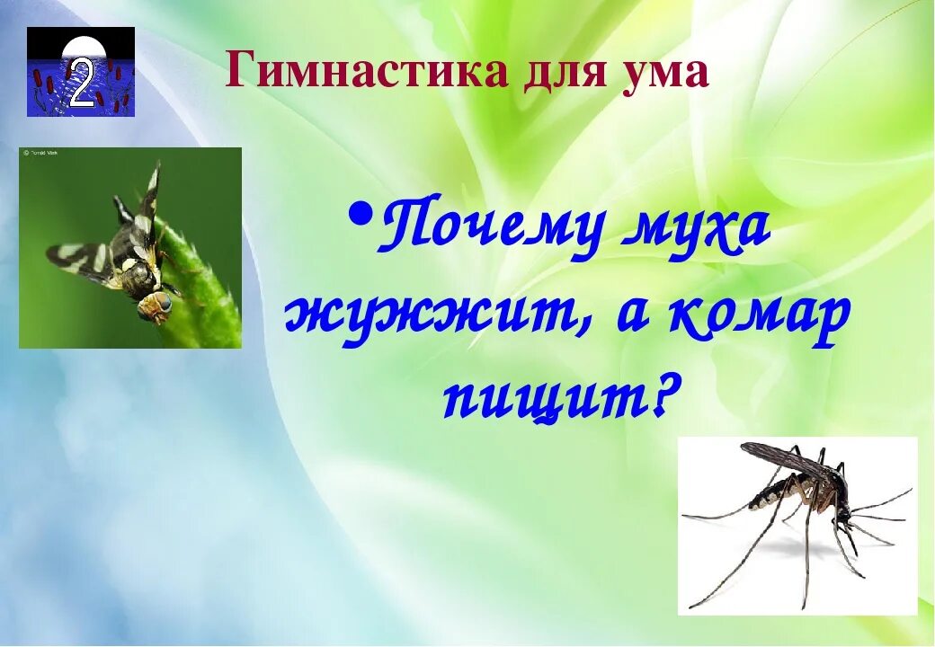 Почему мухи жужжат. Комар жужжит. Муха жужжит. Какие комары жужжат. Мухи не жужжите.