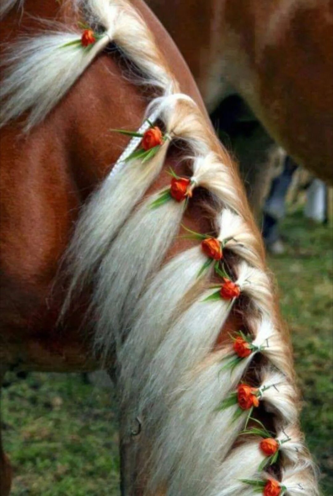 Horse hair. Лошадь с заплетенной гривой. Прически для лошадей. Лошади с заплетеноой гоивой. Хвост лошади.